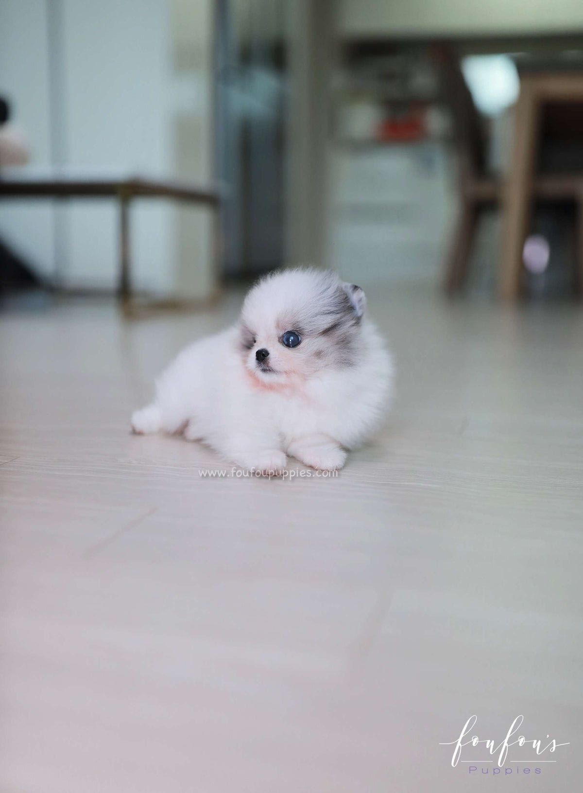 Ariel - Pomeranian F.