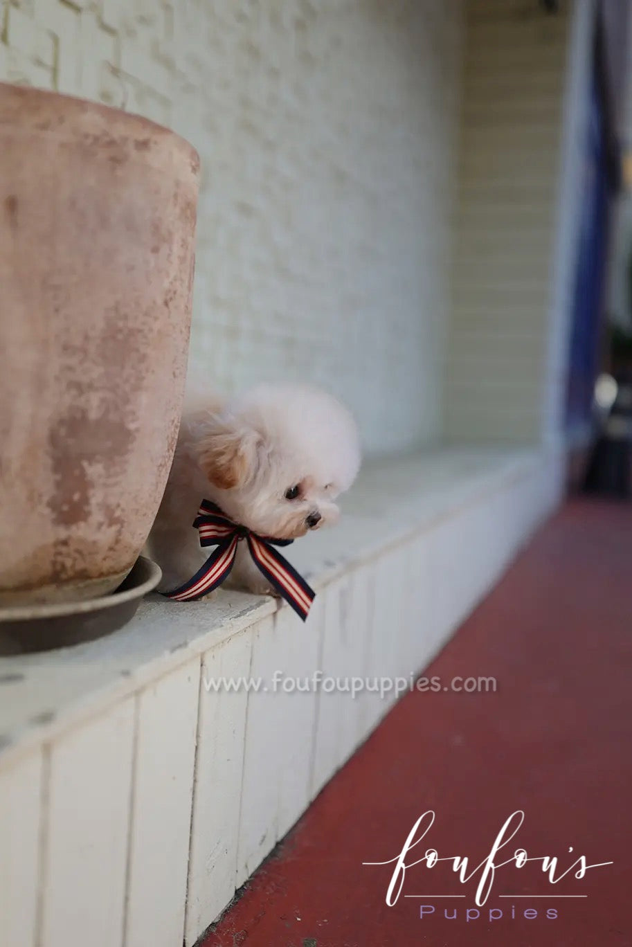 Helena - Maltipoo F.