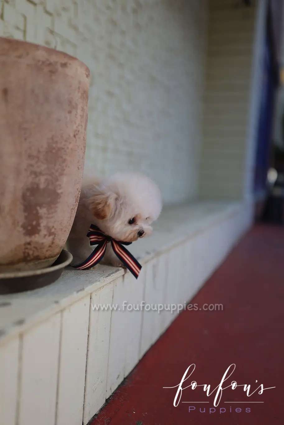 Helena - Maltipoo F.