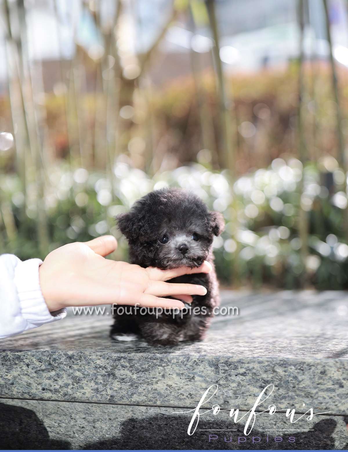 Rhine - Poodle M.