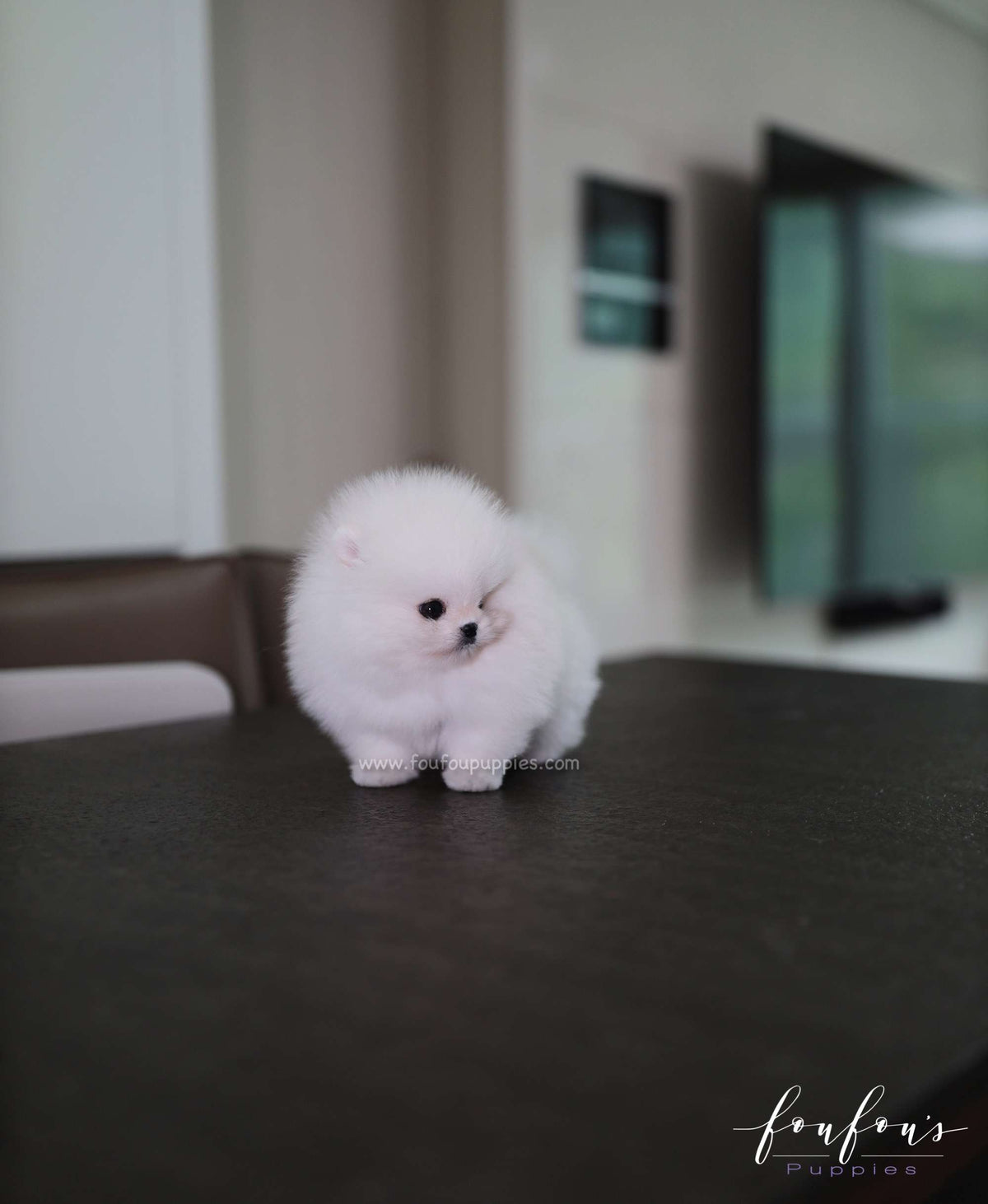Maximillian - Pomeranian M.