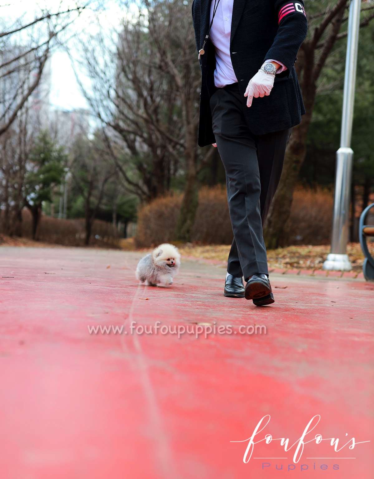 Celestia - Pomeranian F.