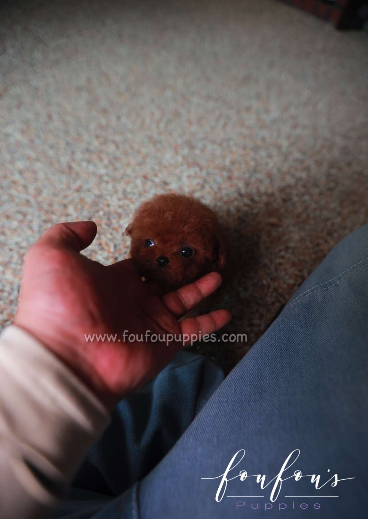 Angel - Poodle F.