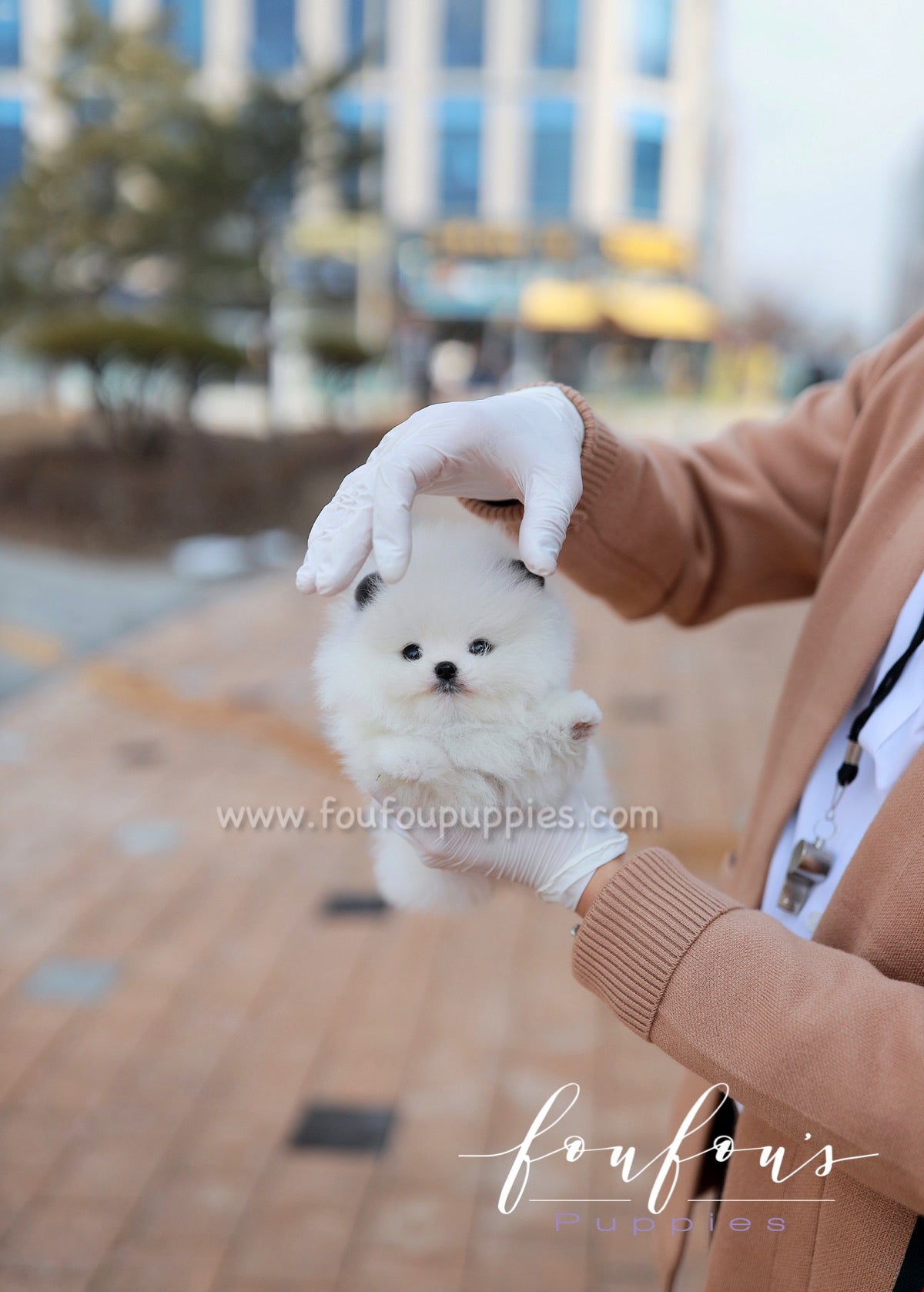 Minou - Pomeranian F.