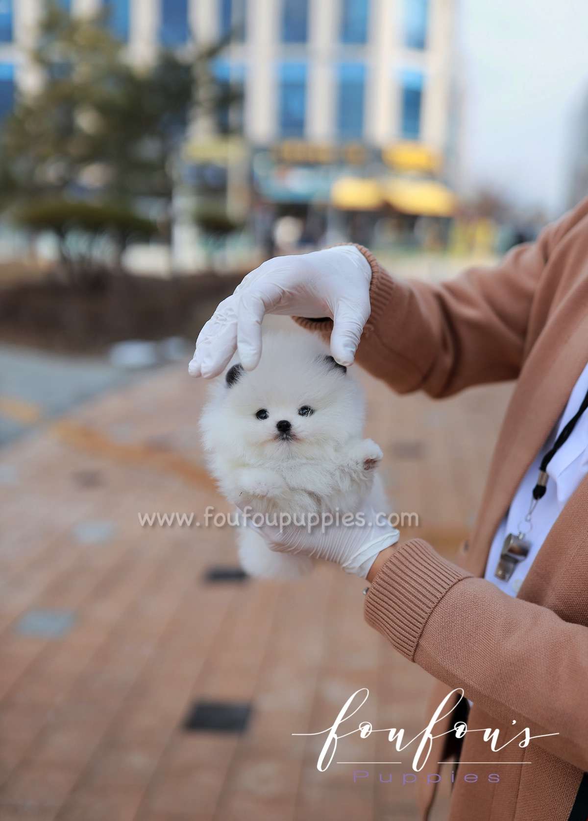 Minou - Pomeranian F.