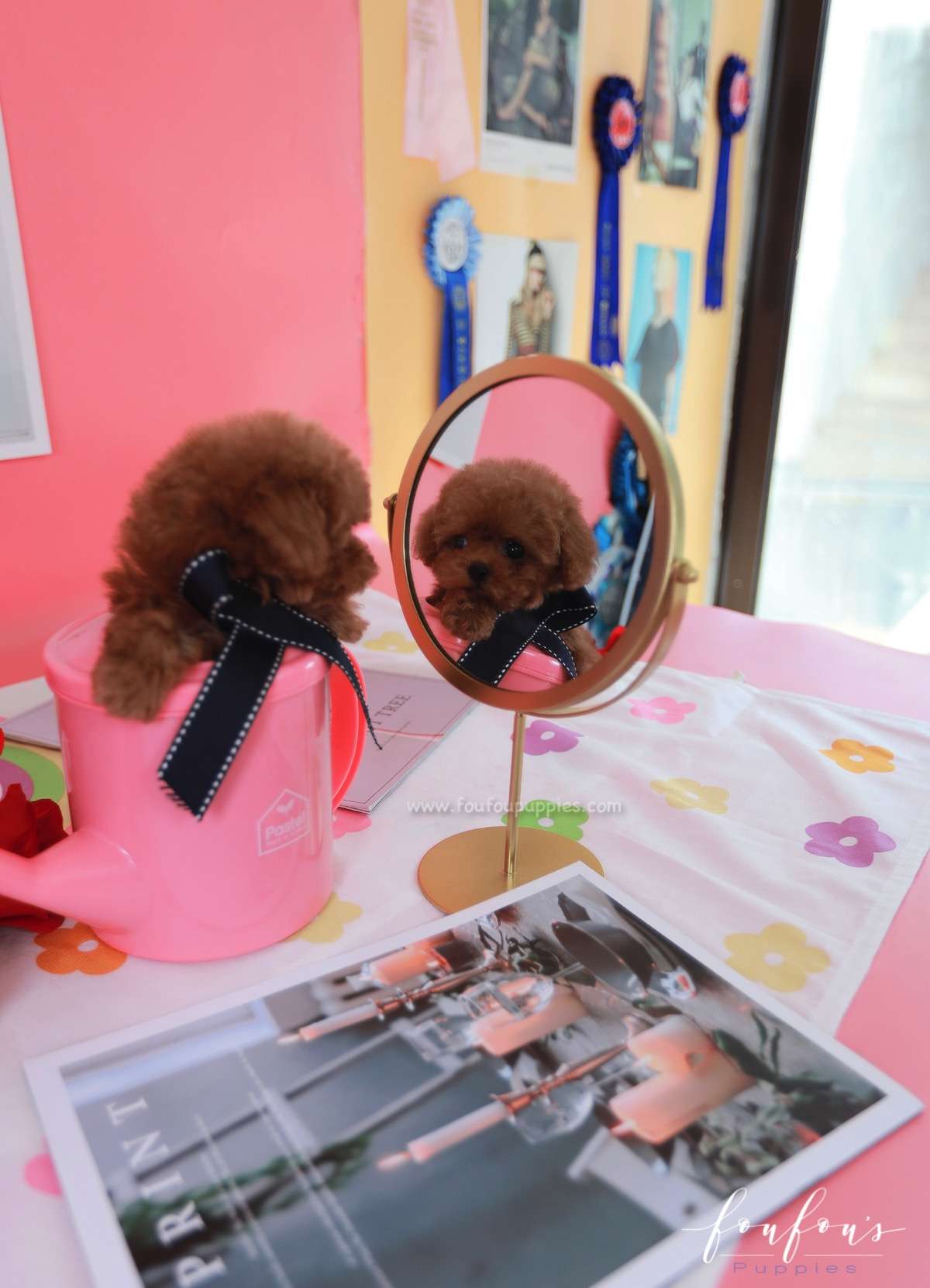 Rouge - Poodle F.