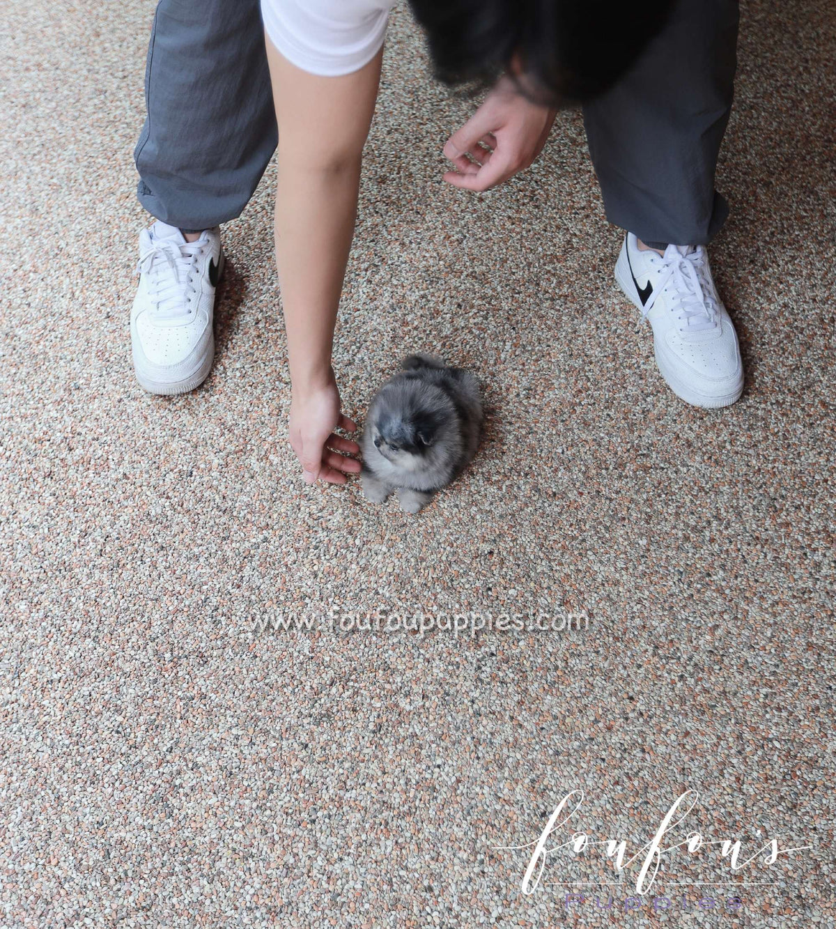 Celestia - Pomeranian F.