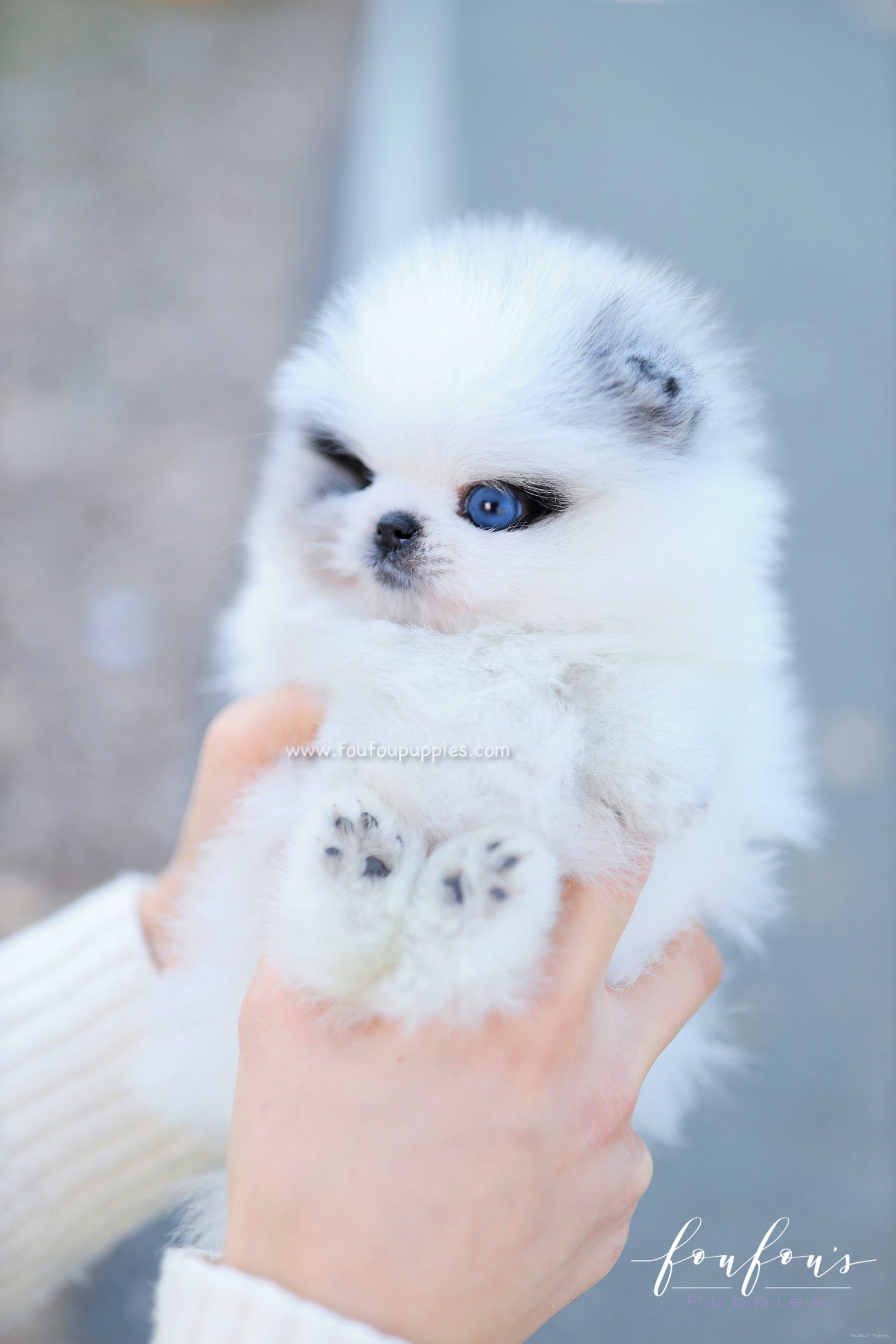 Bleu - Pomeranian M.