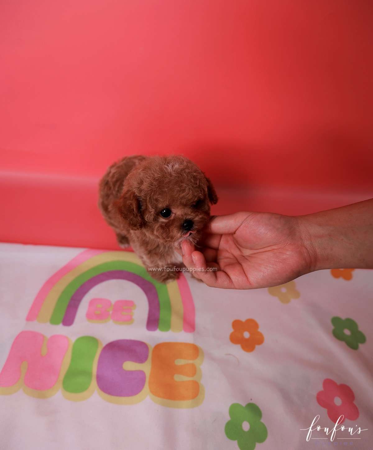 Bae - Poodle M.
