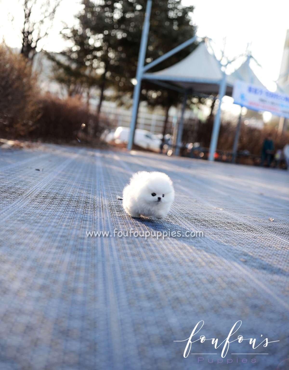Pearl - Pomeranian F.