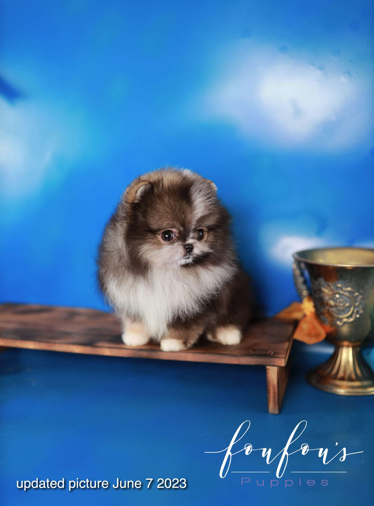 Oreo - Pomeranian M.