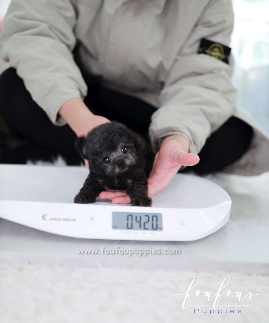 Orion - Poodle M.