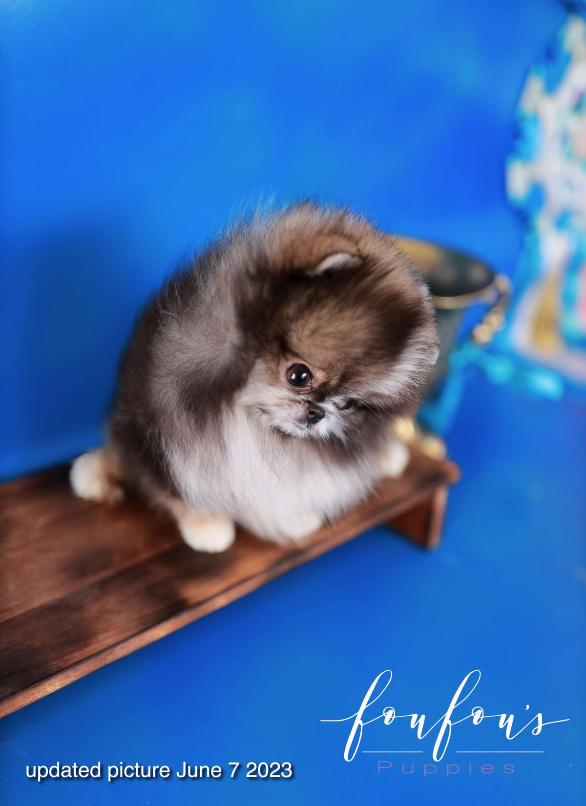 Oreo - Pomeranian M.