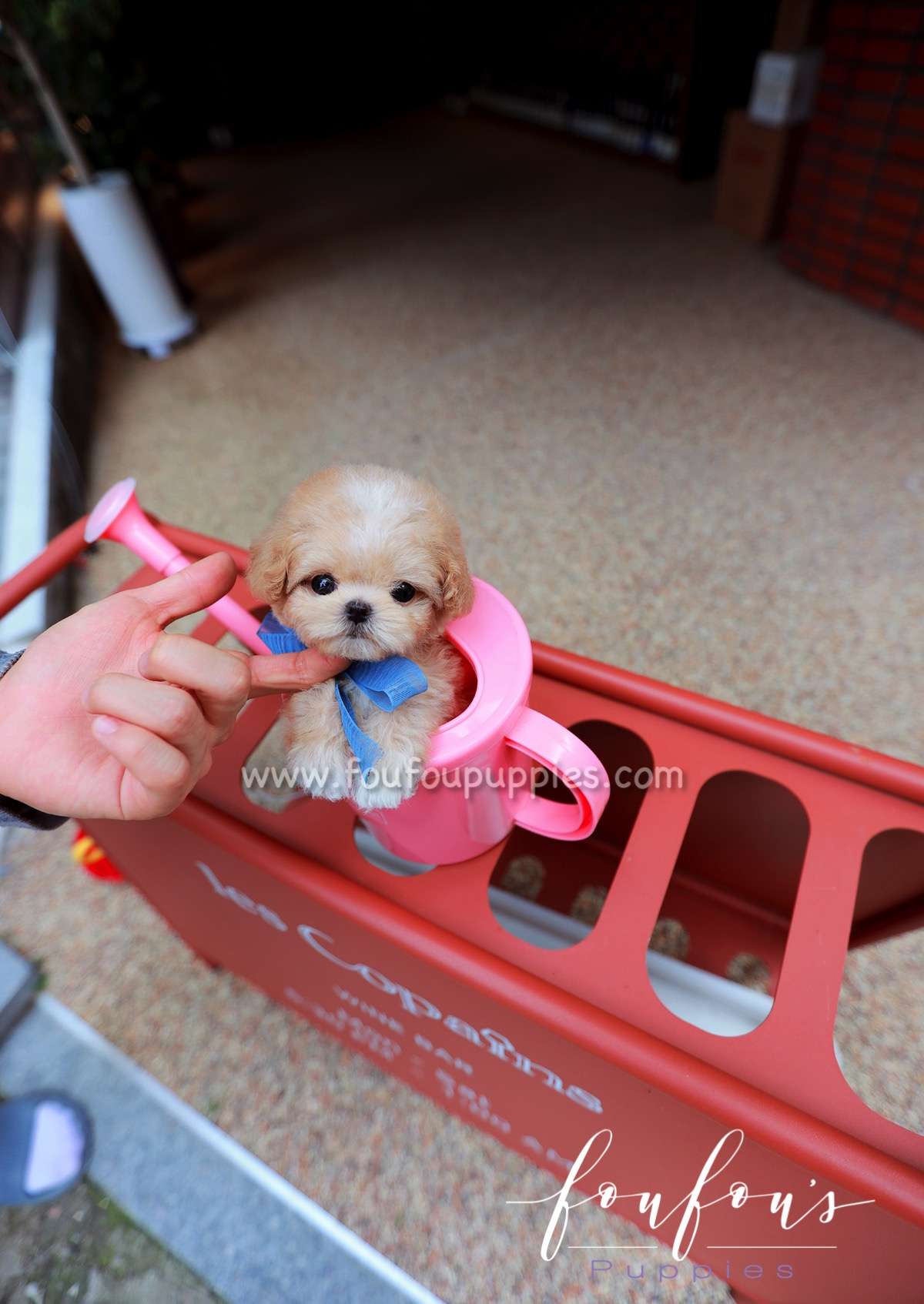 Gotti - Maltipoo M.