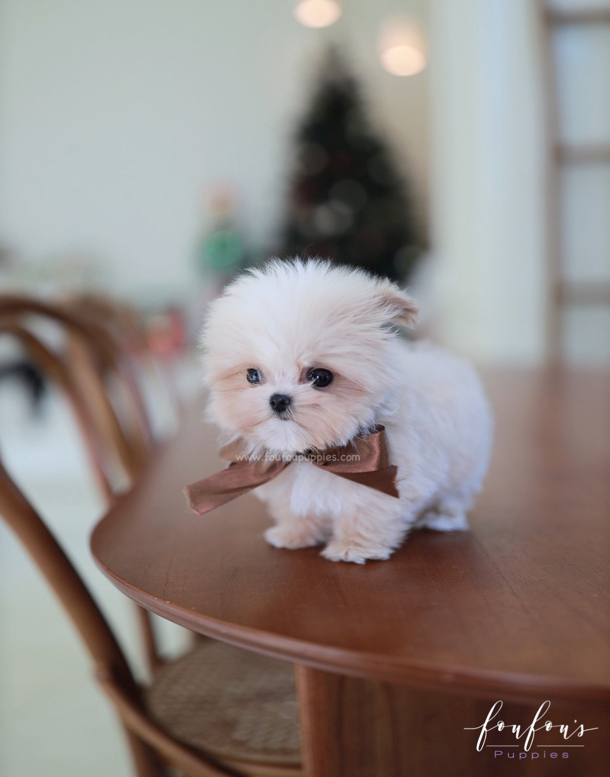 Crème Brulée - Maltipoo F.