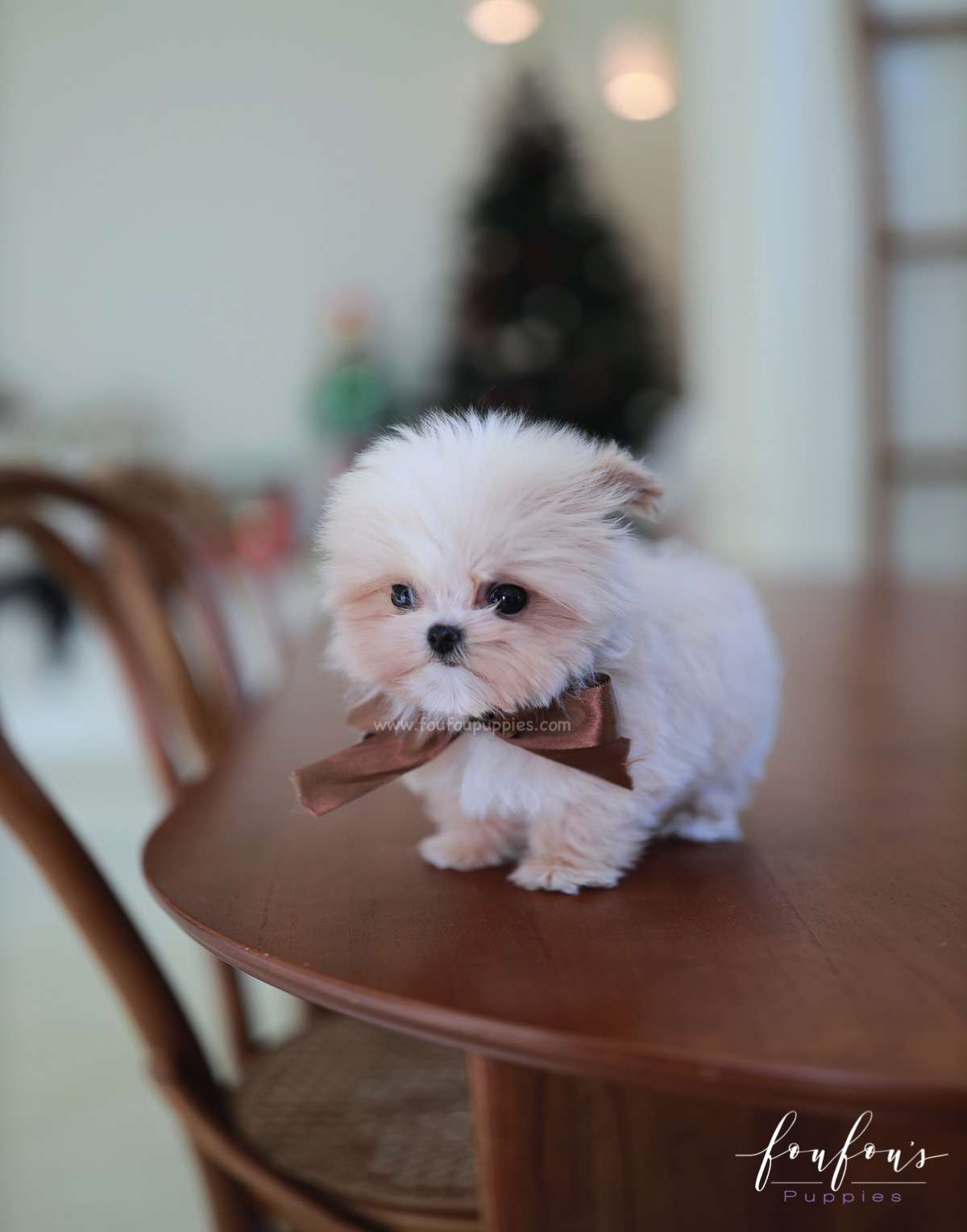 Crème Brulée - Maltipoo F.
