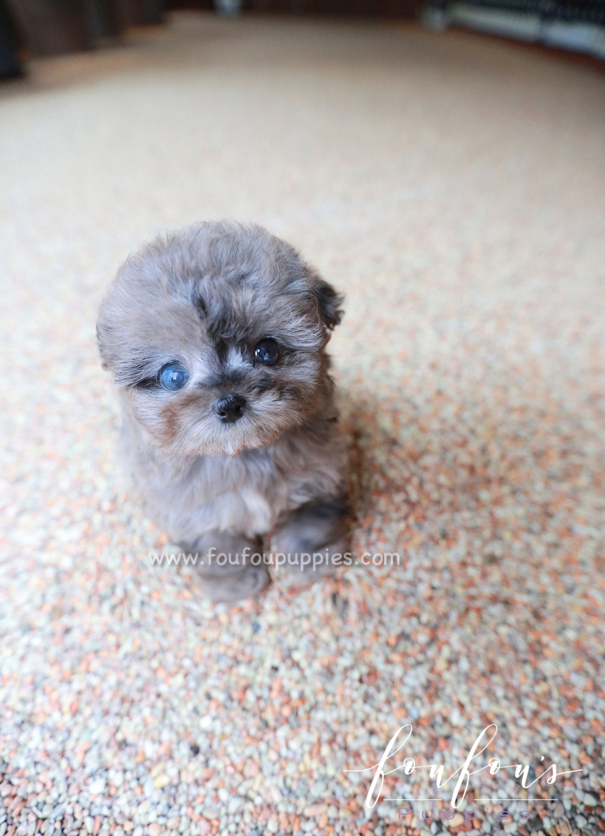Ziggy - Maltipoo M.