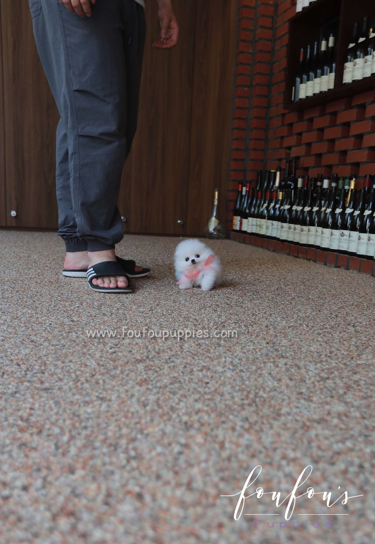 Sugar - Pomeranian F.
