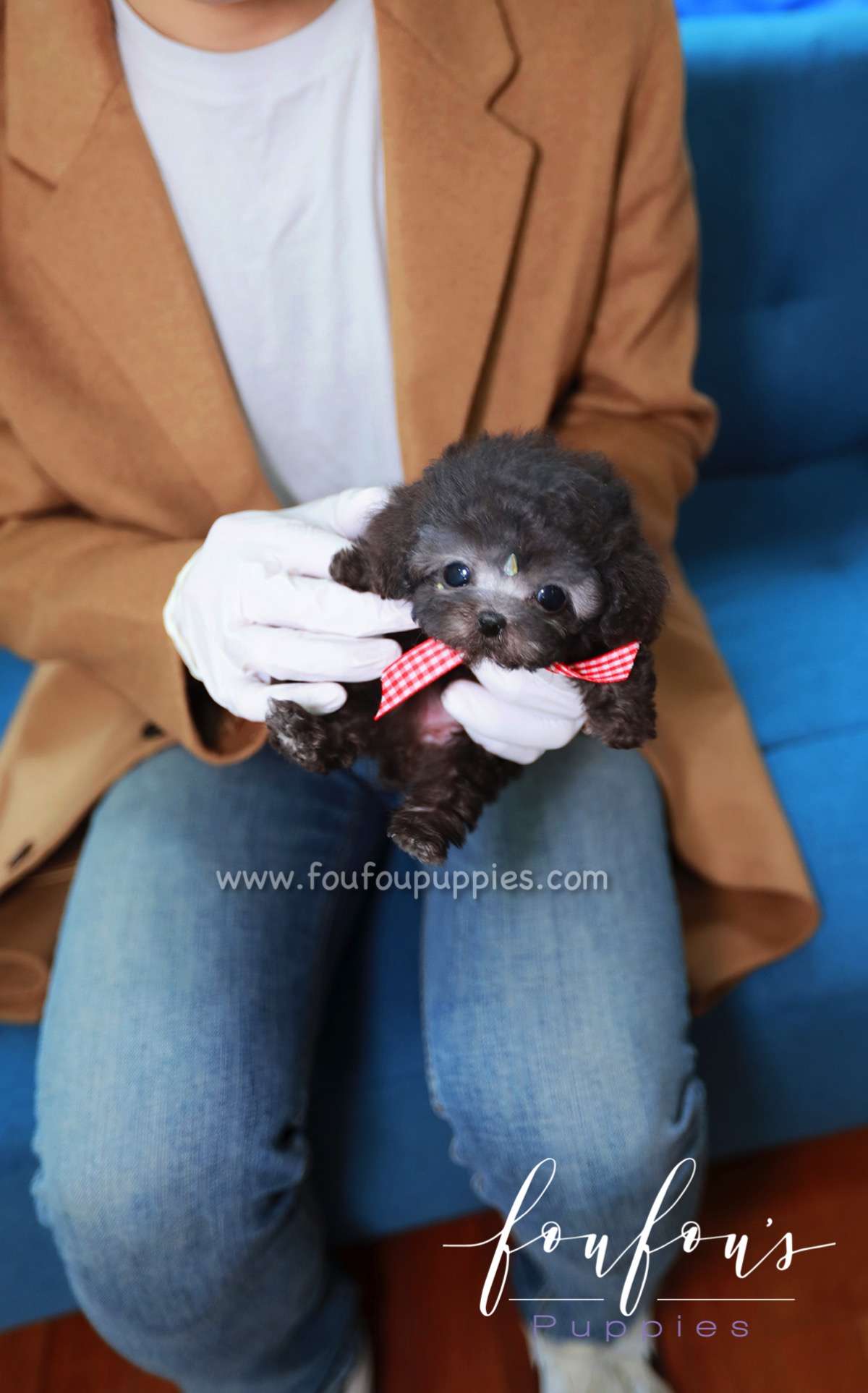Dahlia - Poodle F.