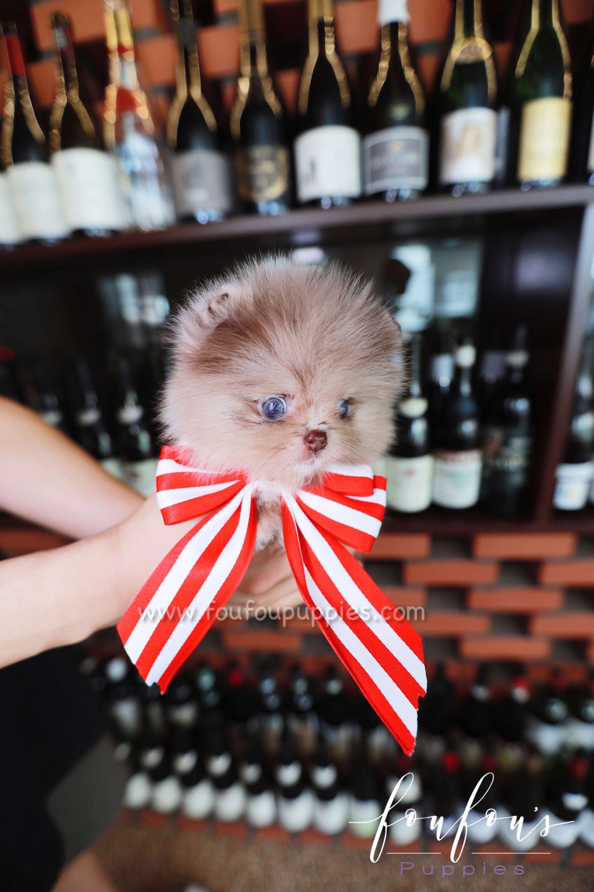 Candy - Pomeranian F.