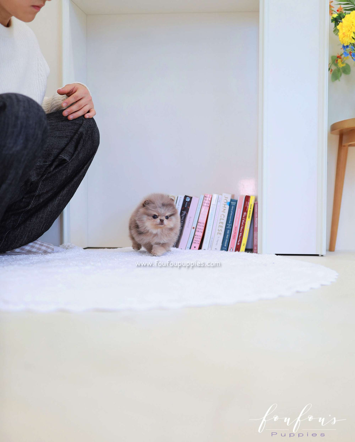 Cléo - Pomeranian F.