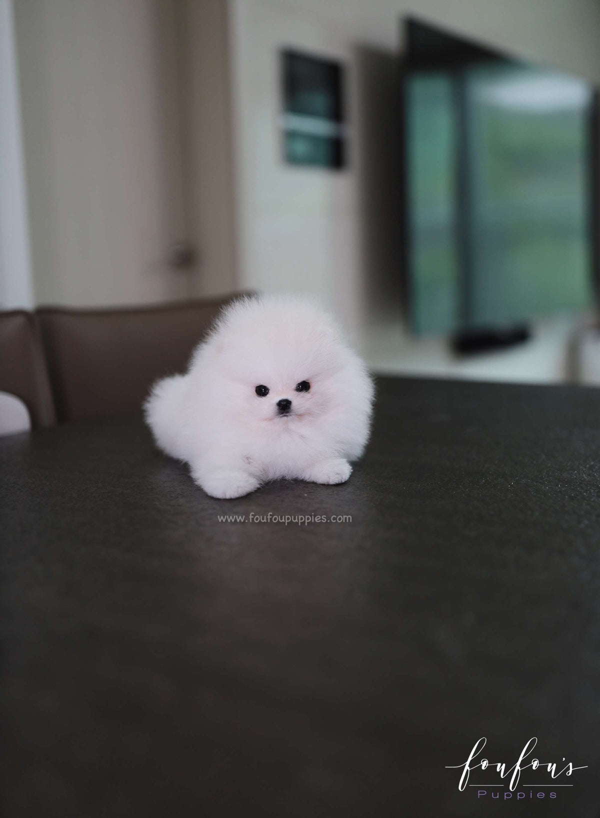 Maximillian - Pomeranian M.