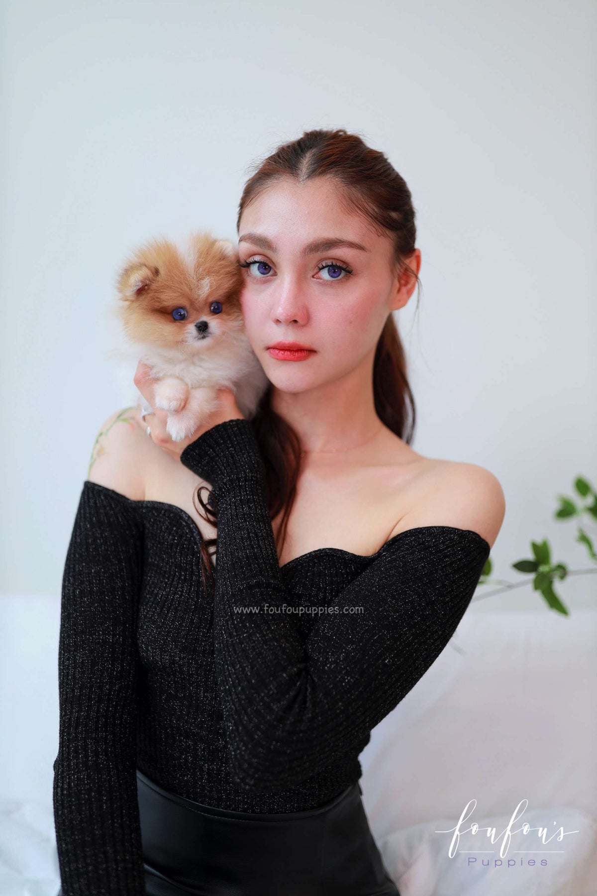 Bluey - Pomeranian M.