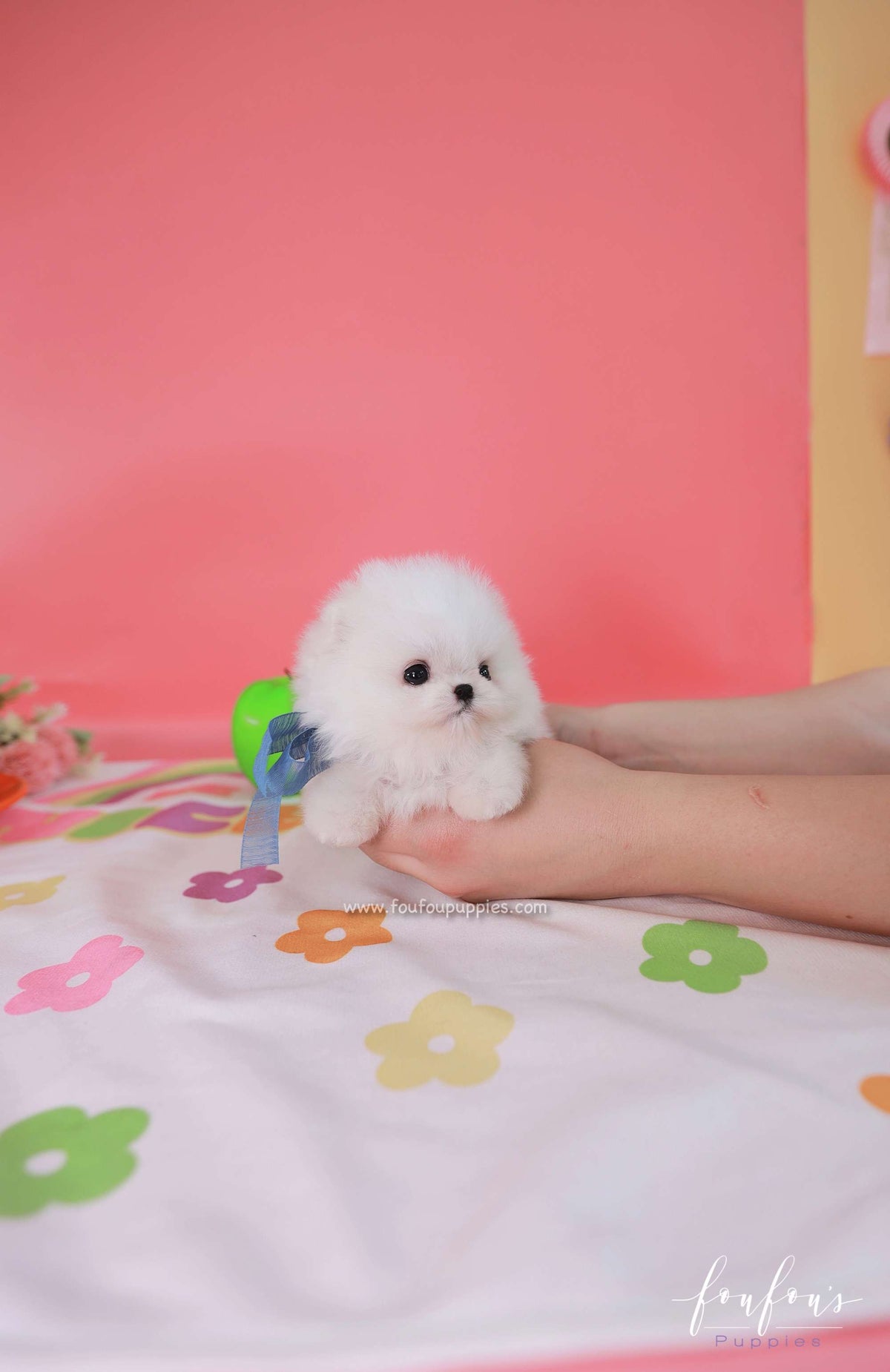 Casper - Pomeranian M.