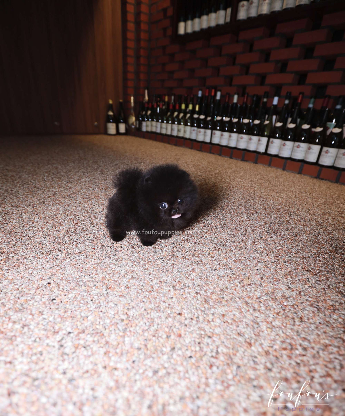 Matix - Pomeranian M.