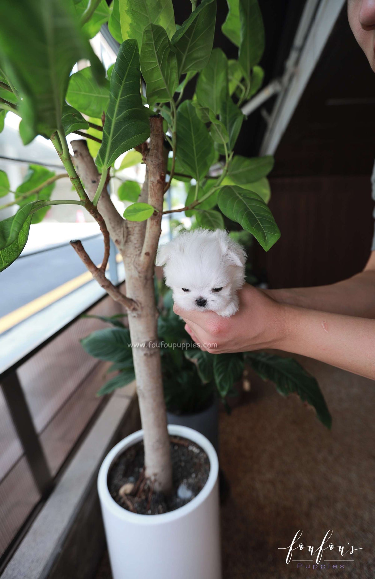 Buttons - Maltese M.