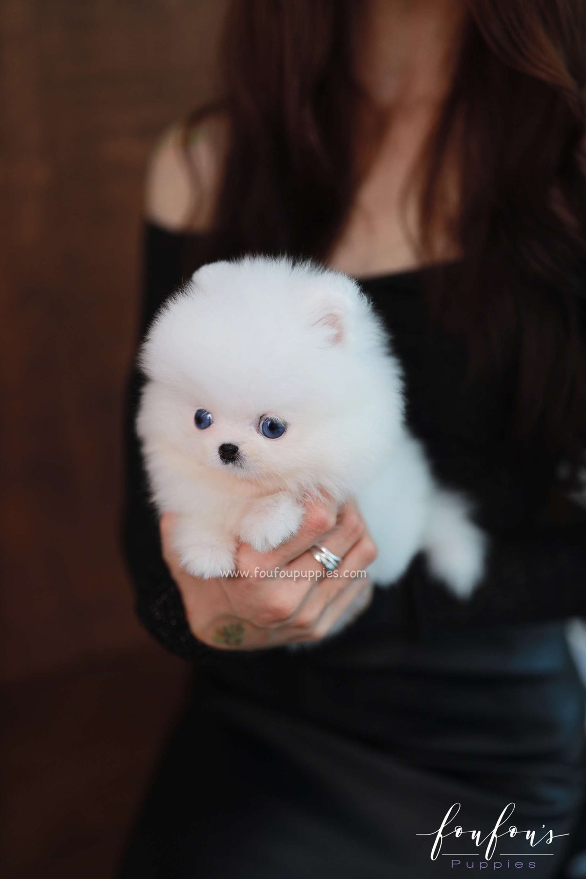 Ciel - Pomeranian F.