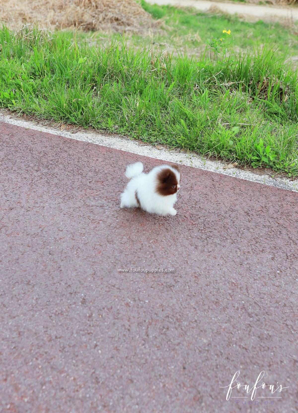 Enya - Pomeranian F.