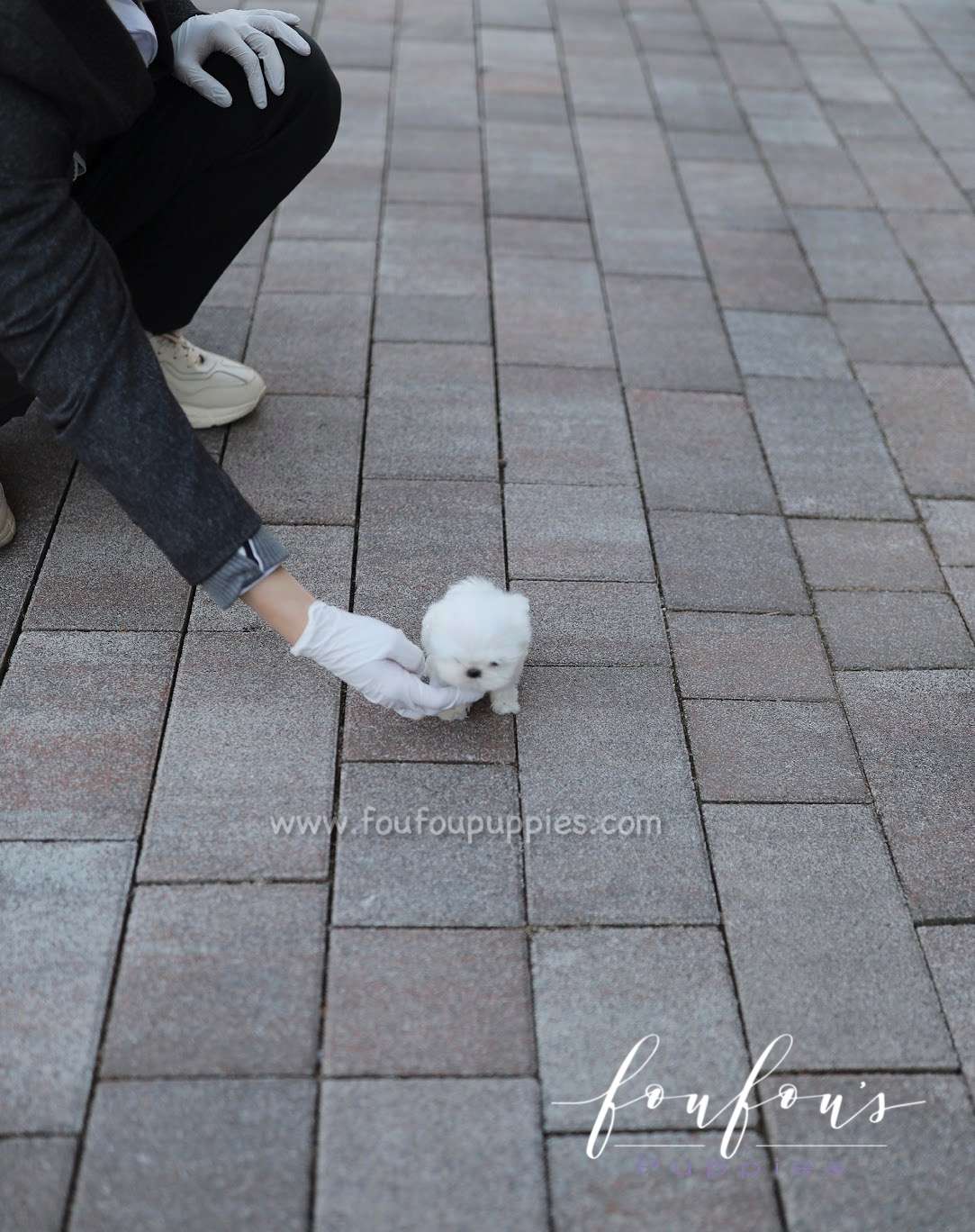 Yeti - Maltese M.