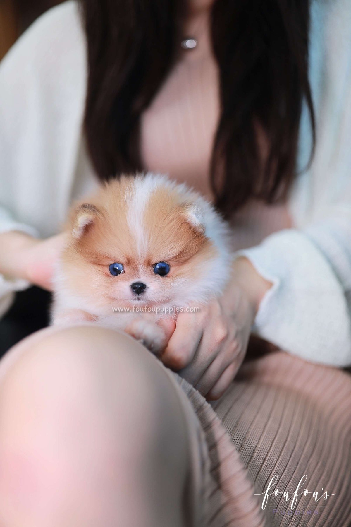Bluey - Pomeranian M.