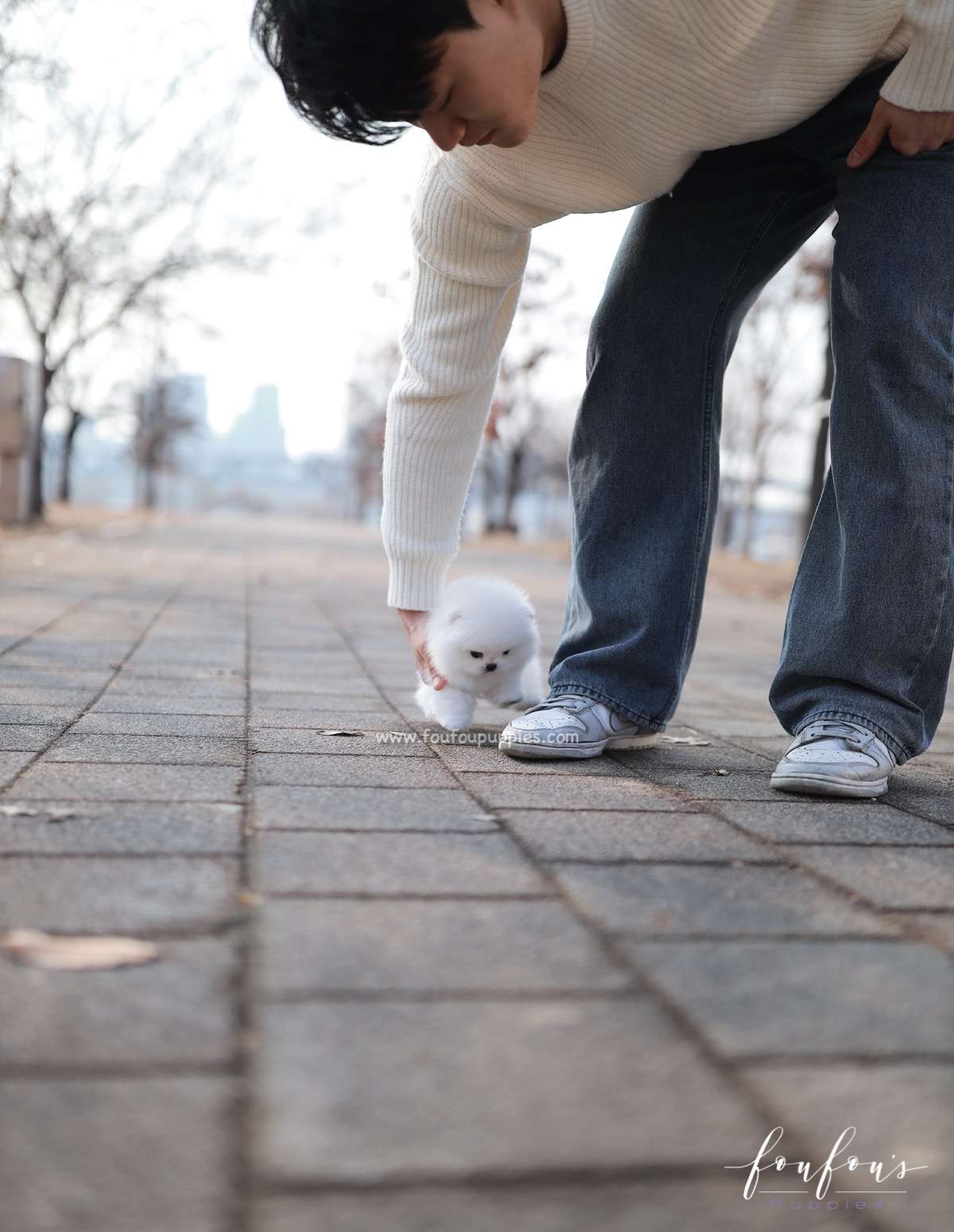 Duchess - Pomeranian F.