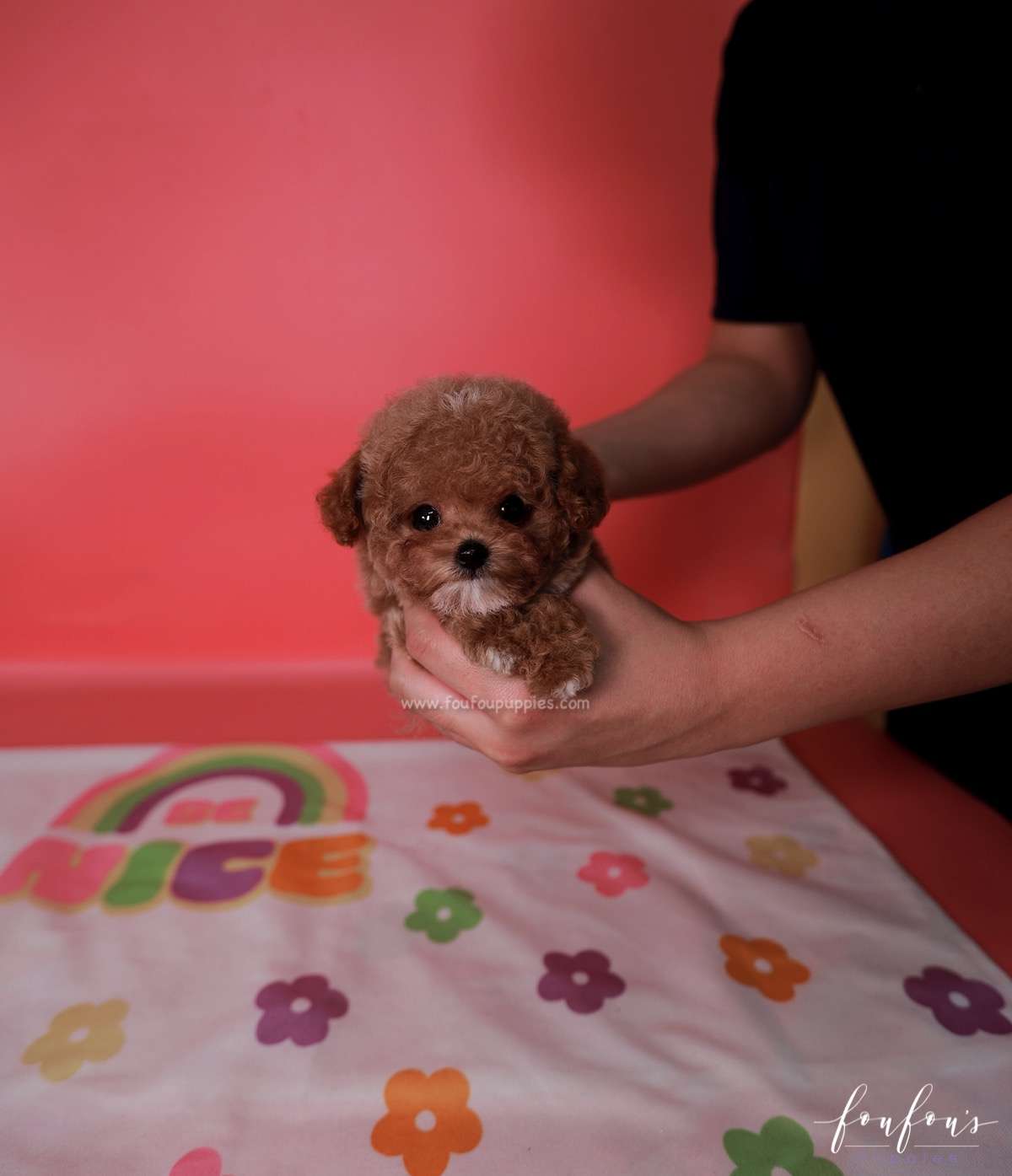 Bae - Poodle M.