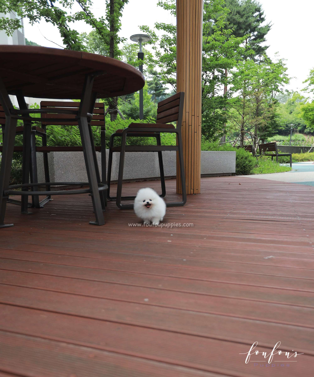 Lumi - Pomeranian F.