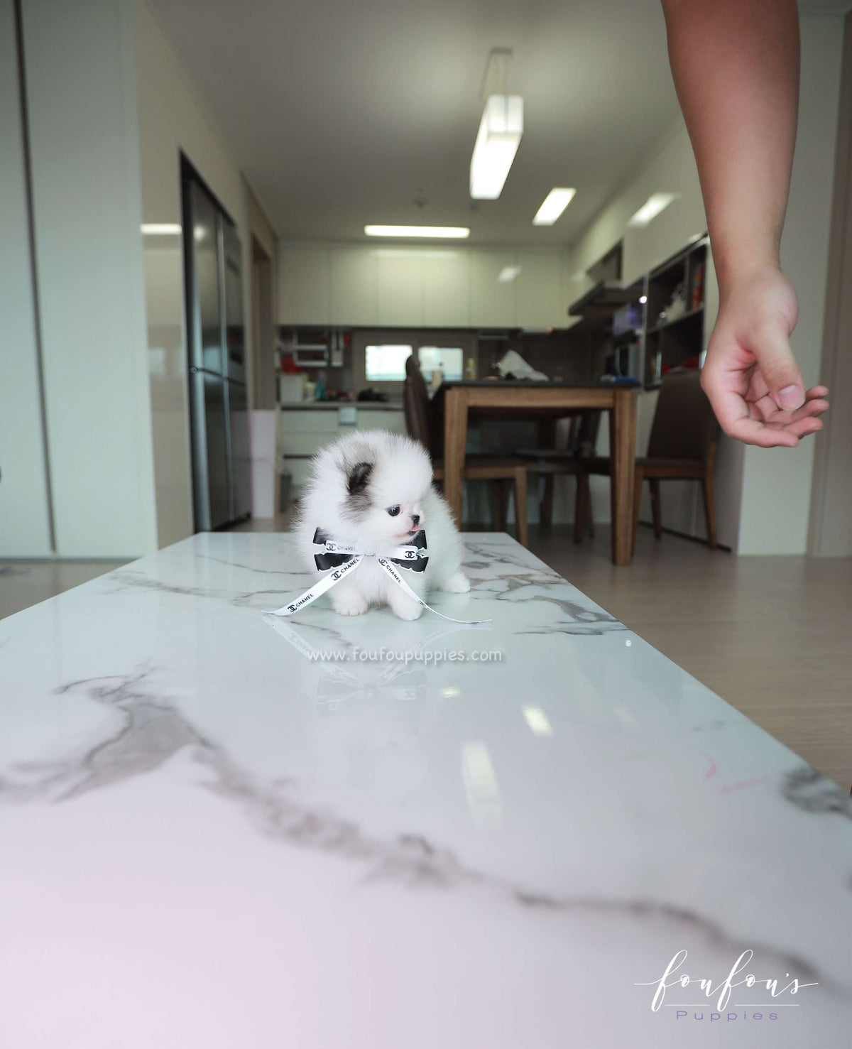 Barbie - Pomeranian F.