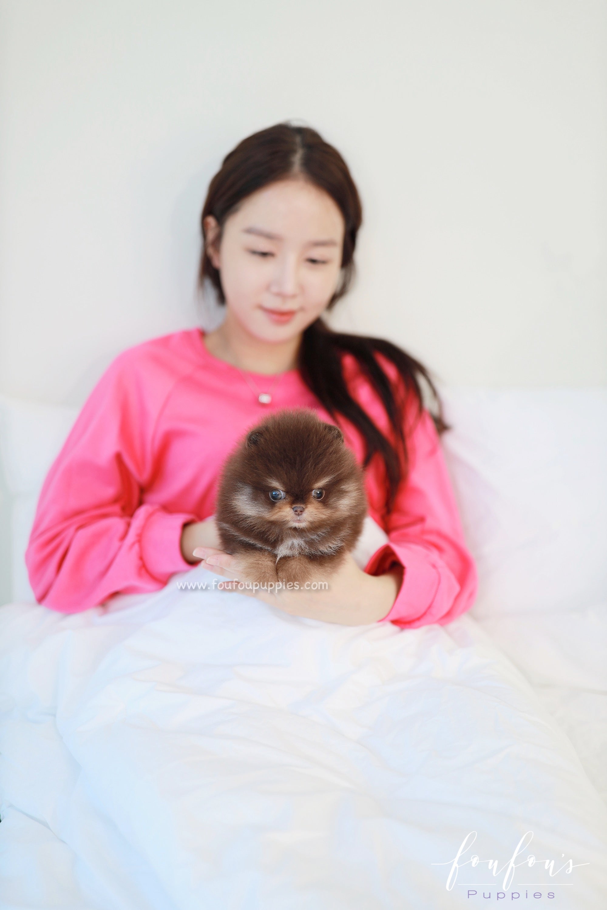 Truffle - Pomeranian M.