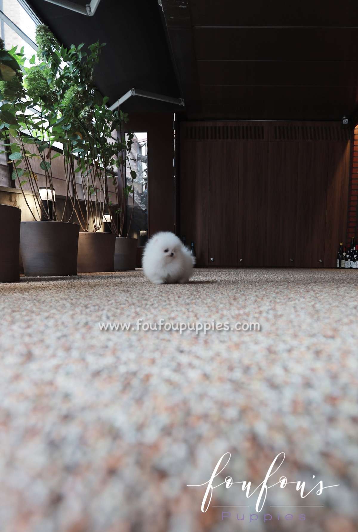 Santorini - Pomeranian M.