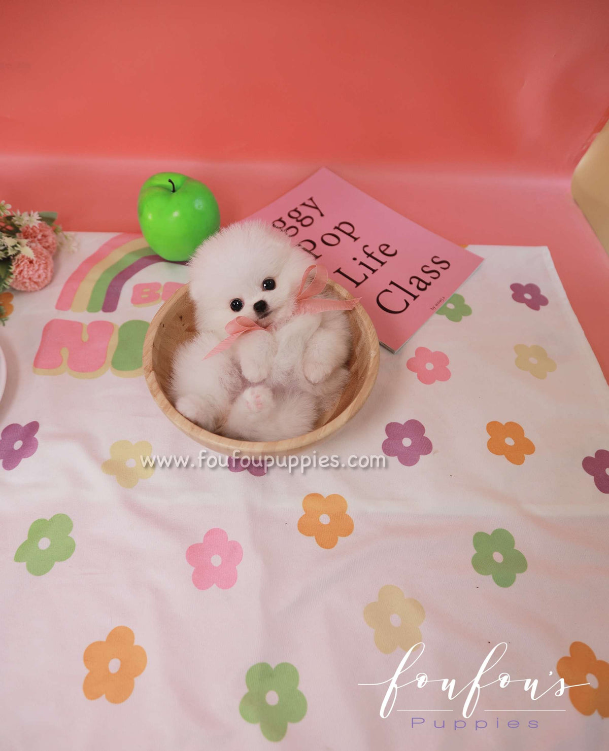 Sugar - Pomeranian F.