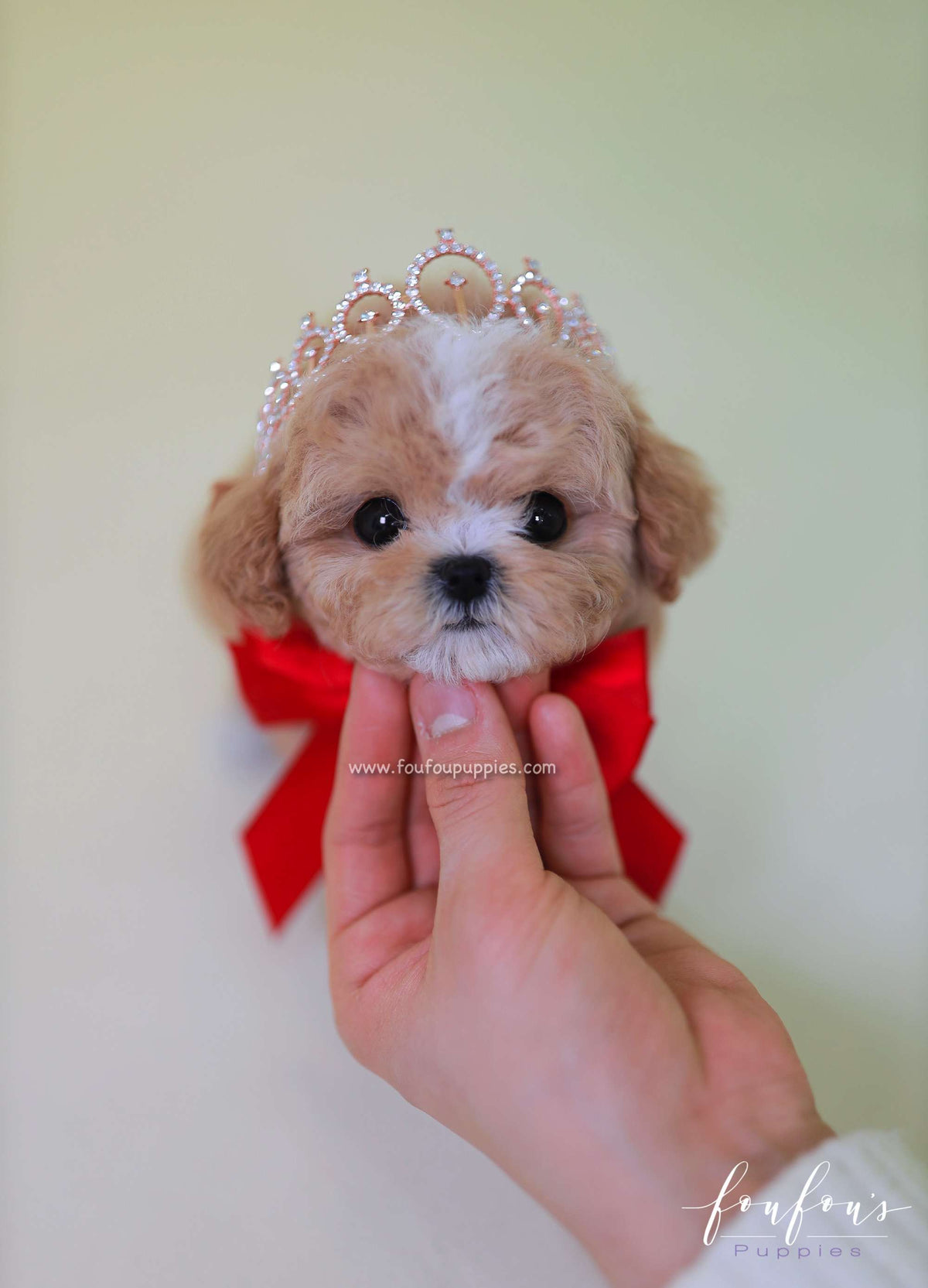 SugarPlum - Maltipoo F.