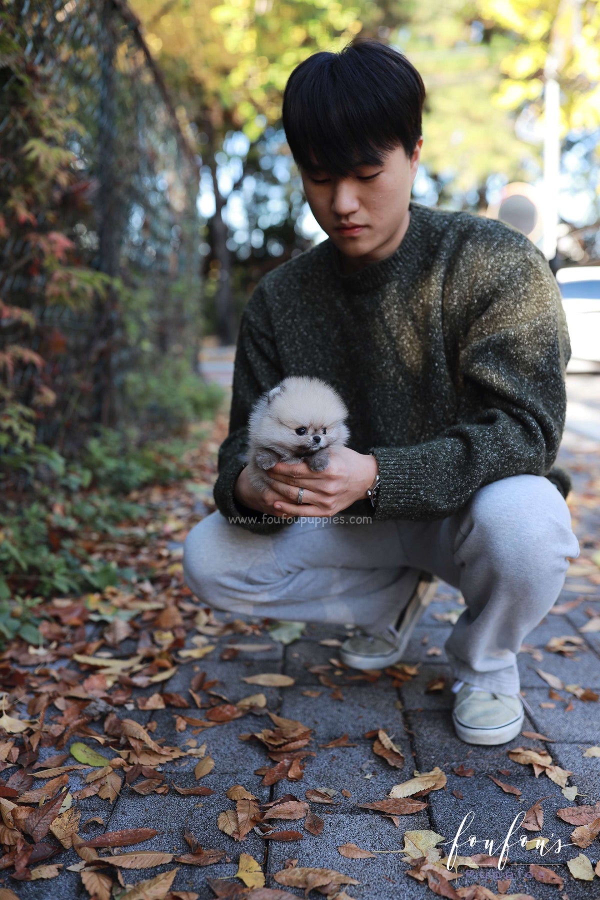 Puffball - Pomeranian M.