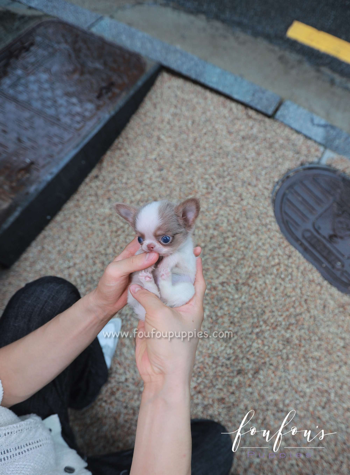 Tartufo - Chihuahua M.