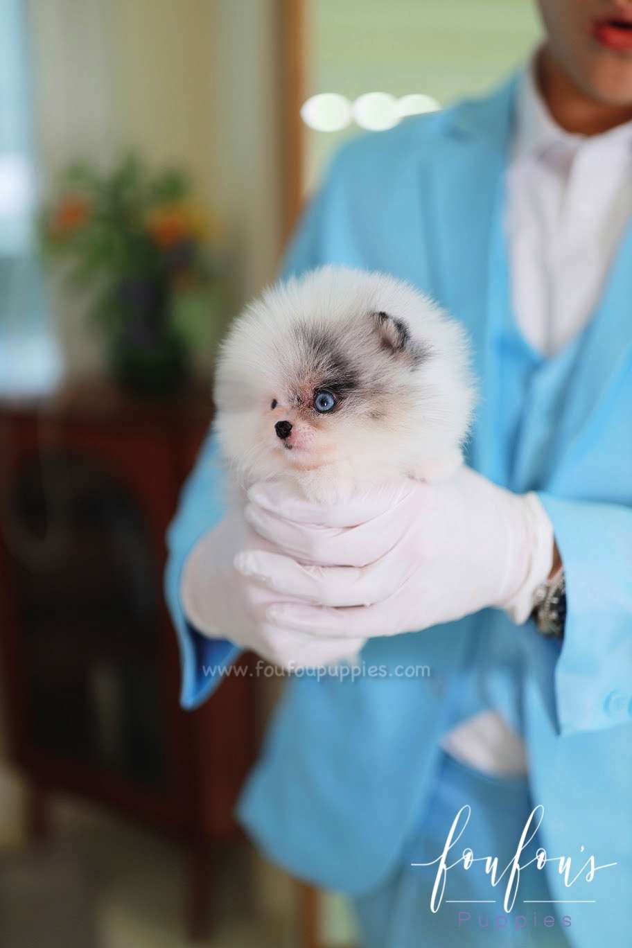 Amara - Pomeranian F.