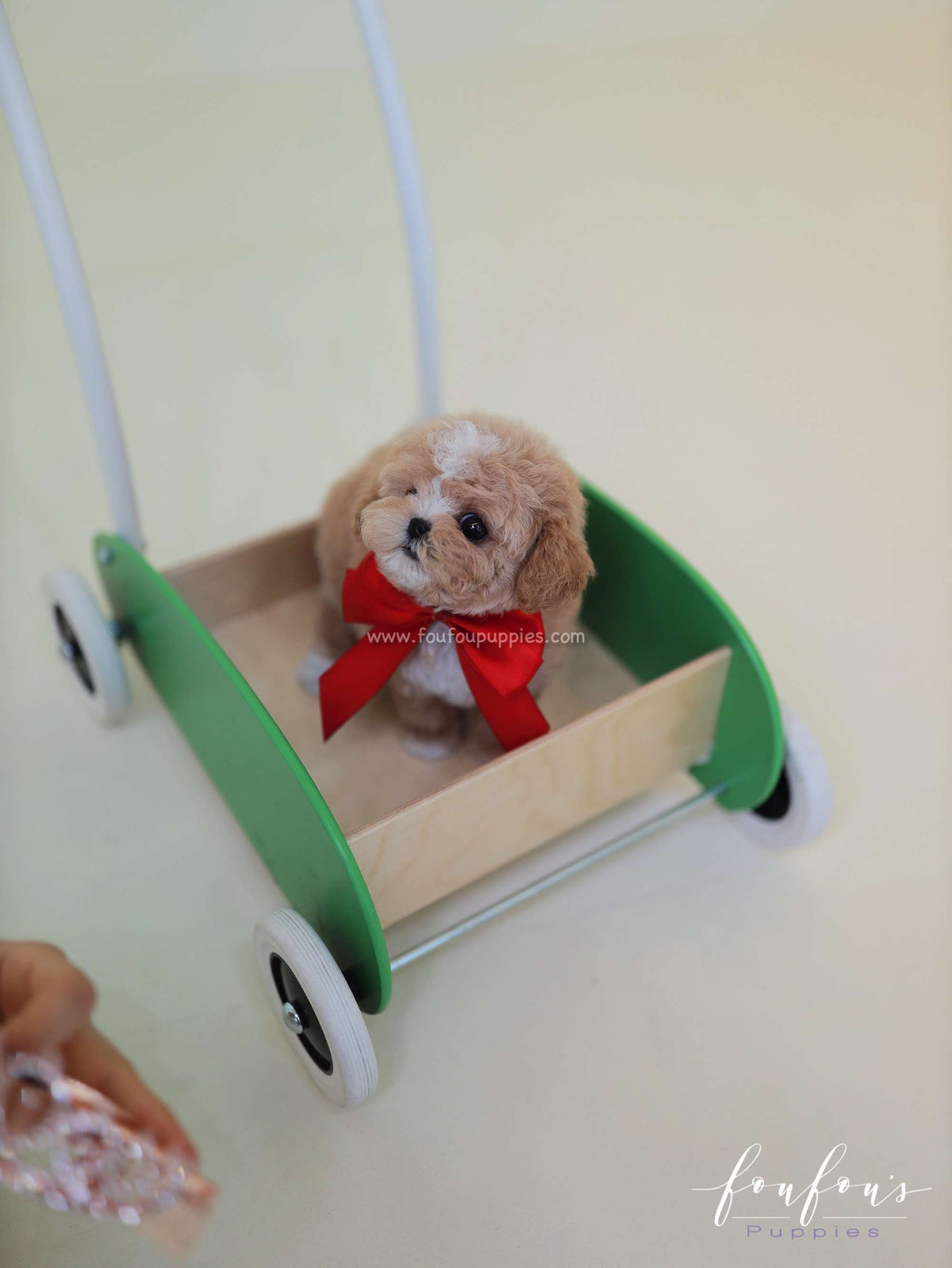 SugarPlum - Maltipoo F.