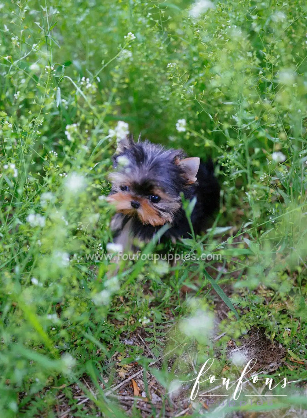 Allie - Yorkshire Terrier F.