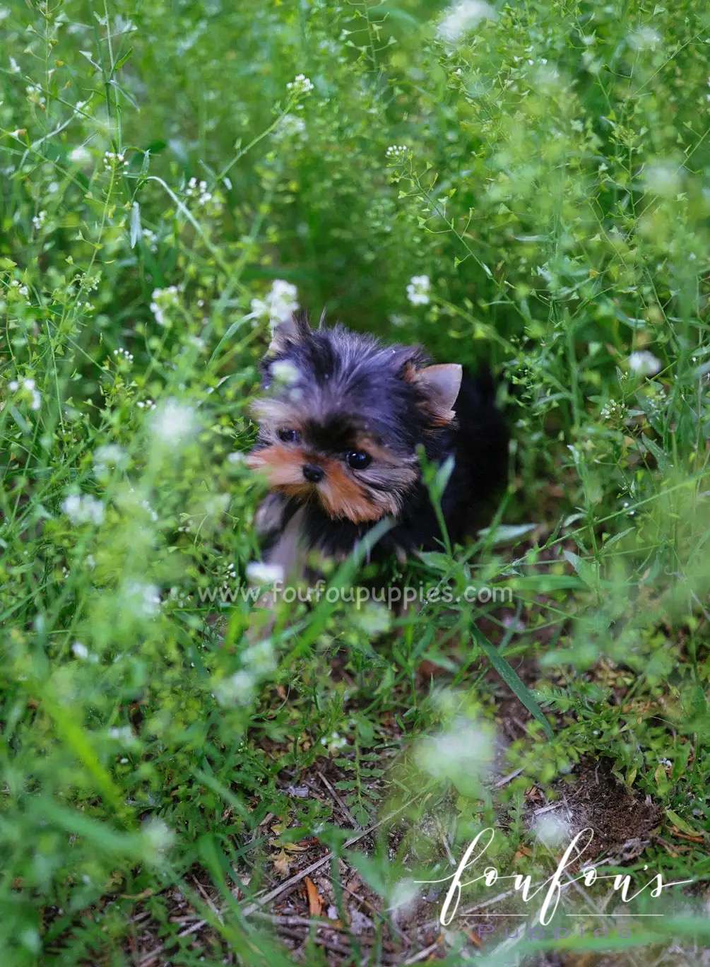 Allie - Yorkshire Terrier F.