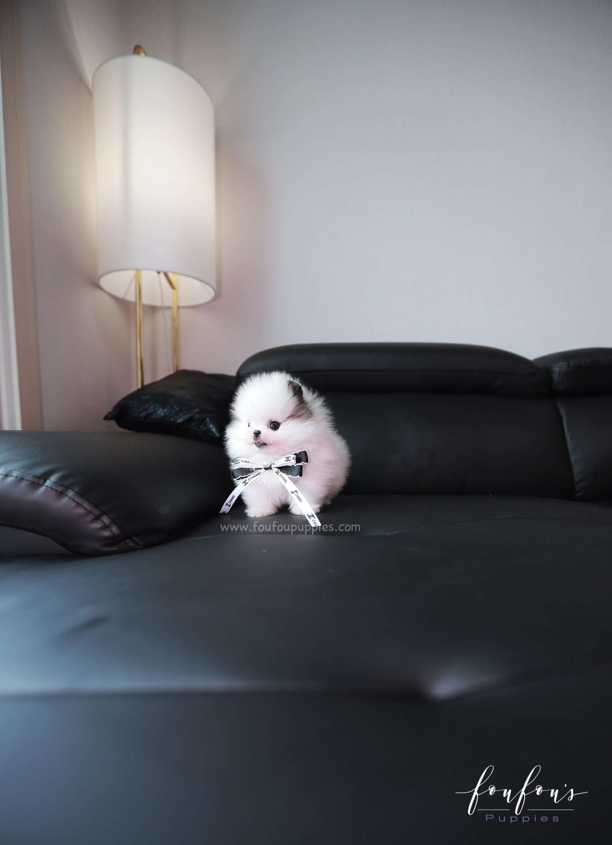 Barbie - Pomeranian F.