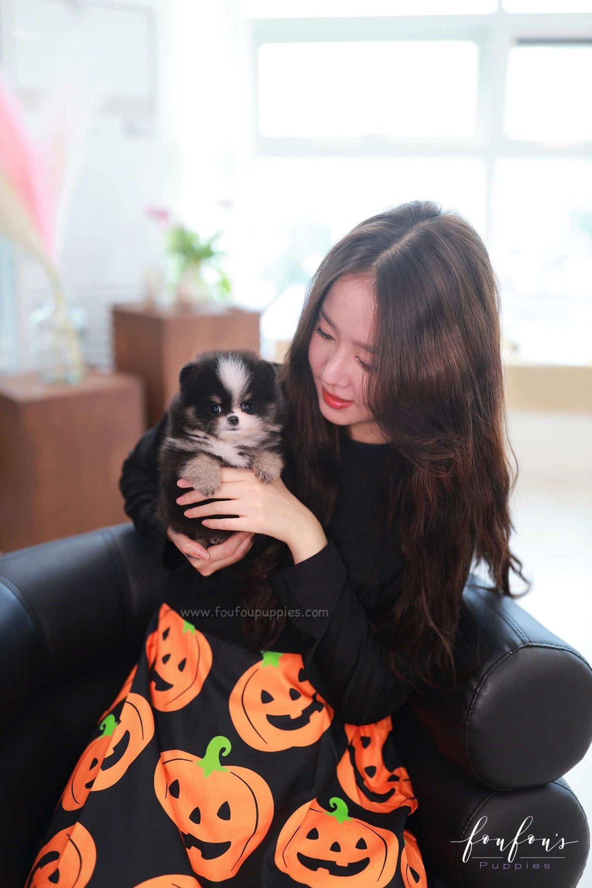 Midnight - Pomeranian F.